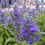 Salvia farinacea花