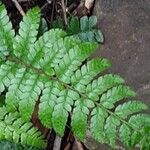 Dryopteris cambrensis পাতা