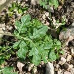 Solanum citrullifolium Leaf