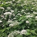 Chaerophyllum hirsutum Характер