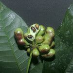 Cymbopetalum brasiliense Fruit