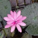 Nymphaea rubra Flower