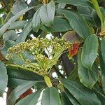 Photinia serratifoliaLeaf