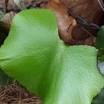 Adiantum reniforme Folio