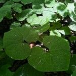Asarum caudatum Yaprak
