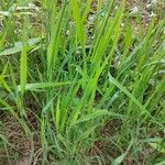 Elymus pungens Leaf