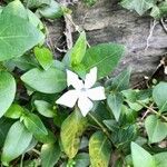 Vinca difformis Flors