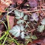 Geum canadense Frunză