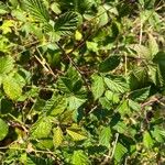 Rubus divaricatus পাতা