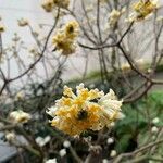Edgeworthia chrysantha Çiçek