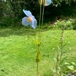 Meconopsis grandis Fiore