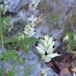 Fumaria muralis Çiçek