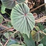 Begonia grandis List