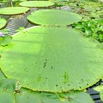 Victoria amazonica Foglia