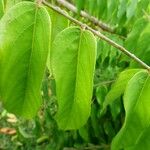 Averrhoa bilimbi Leaf