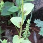 Triodanis perfoliata Blatt