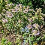 Monarda fistulosa 整株植物