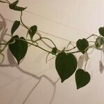 Philodendron hederaceum 叶