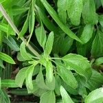 Salvia farinacea Leaf