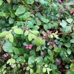 Symphoricarpos x chenaultii Likasa