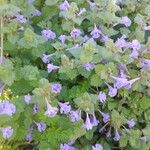 Glechoma hederacea Alkat (teljes növény)