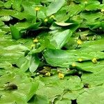 Nuphar lutea Alkat (teljes növény)