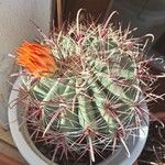 Ferocactus herrerae Fiore