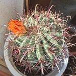 Ferocactus