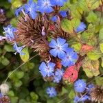 Ceratostigma willmottianumFiore