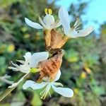 Libertia chilensis Blomst