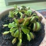 Dionaea muscipulaᱥᱟᱠᱟᱢ