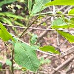 Searsia longipes Leaf