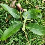 Syzygium guineense Folha