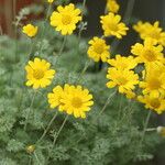 Anthemis marschalliana പുഷ്പം