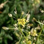 Draba nemorosa その他の提案