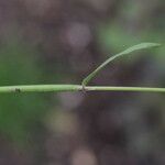 Carex leporina बार्क (छाल)