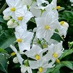 Solanum laxum Flower