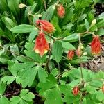 Aquilegia canadensis Fiore