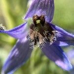 Delphinium montanum Blüte