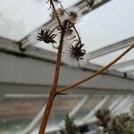 Senecio crassissimus Fruit