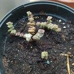 Crassula rupestris Blatt