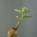 Euphorbia neopedunculata