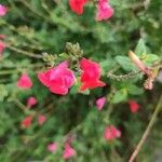 Salvia microphyllaFlower