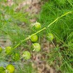 Asparagus tenuifolius ফল