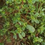 Portulaca oleracea Blatt