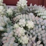 Sedum dasyphyllum पत्ता