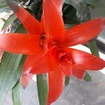 Guzmania spp. फूल