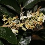 Couepia polyandra Flower