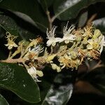 Couepia polyandra Flor