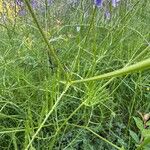 Vicia dalmatica 葉